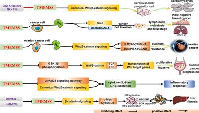 Targeting TMEM88 as an Attractive Therapeutic Strategy in Malignant Tumors